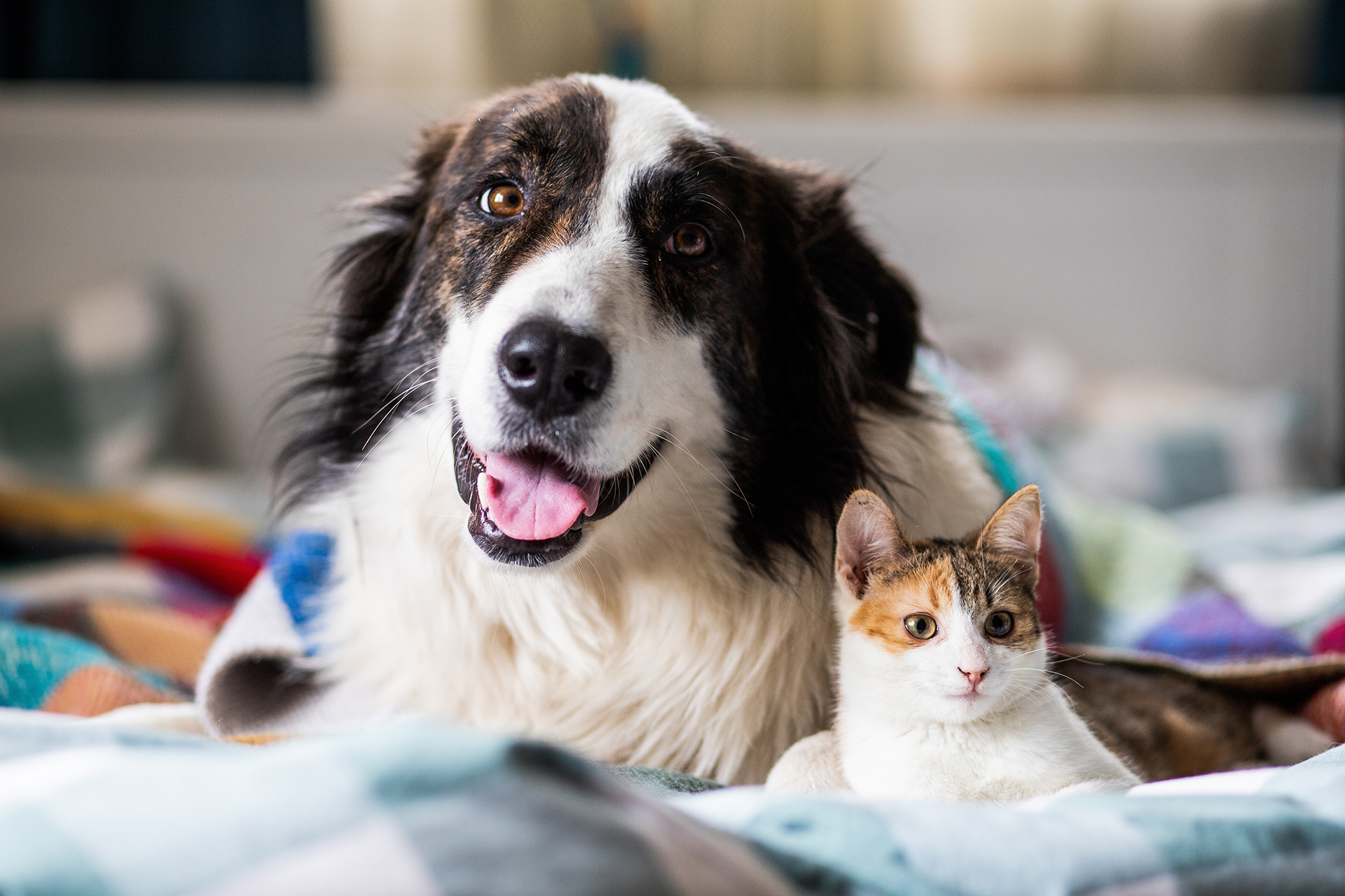 Selling Your Home When You Have Pets